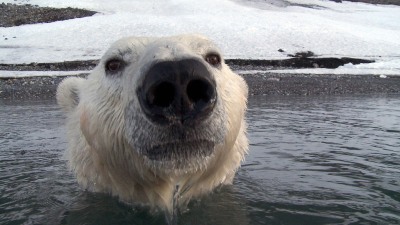 Schwimmender Eisbär