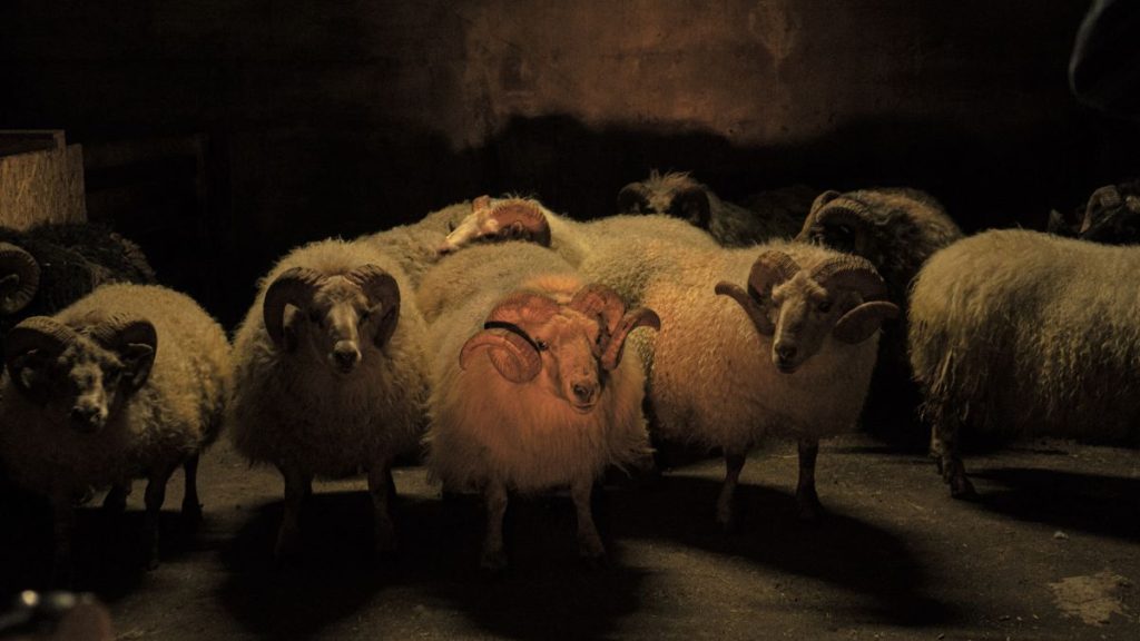 Mehrere Schafe mit gewundenen Hörnern in einem dunklen Stall.